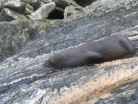 Albums/20060200-New Zealand 2006/20060211-Milford Sound/32